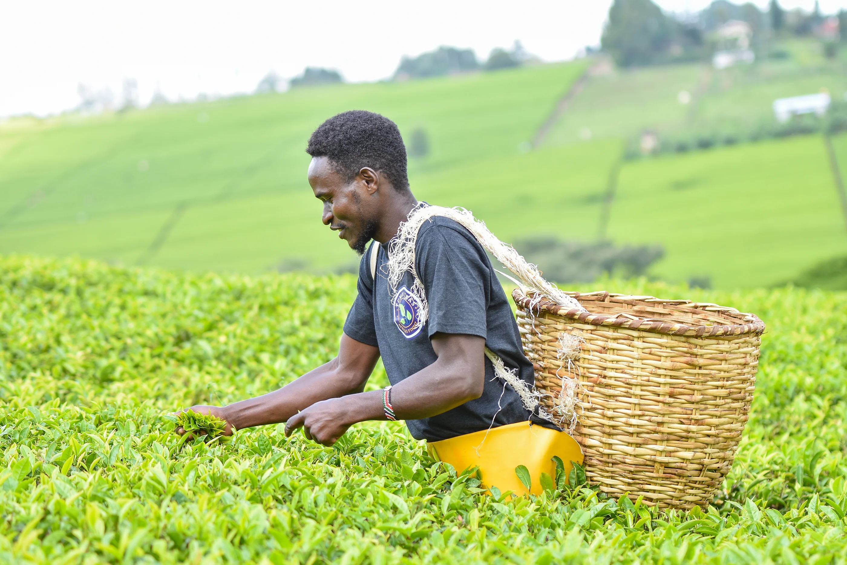  4 Days in Nyungwe & Lake Kivu Escape